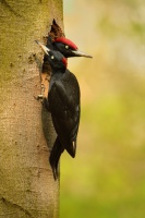 Datel cerny - Dryocopus martius - Black Woodpecker 2084